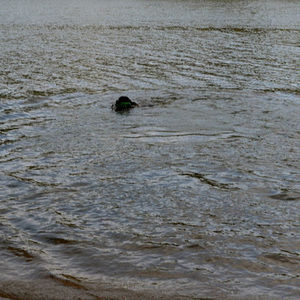 Meet your Posher, Sandy